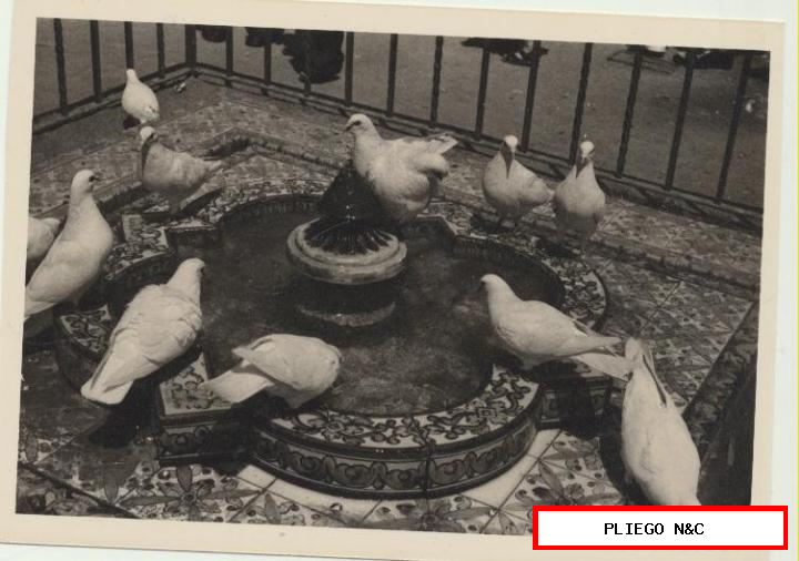 fotografía (9x12) palomas en una fuente. Parque maría luisa. Fotógrafo Agudelo. Años 60