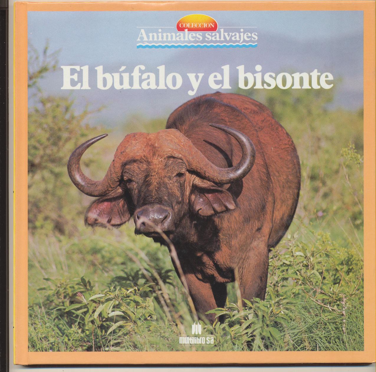 Animales Salvajes nº 34. El búfalo y el bisonte. SIN USAR