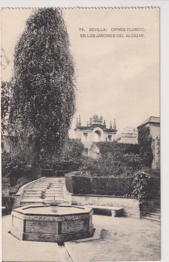 Sevilla. Ciprés Florido en los Jardines del Alcázar. M. Barreiro nº 74
