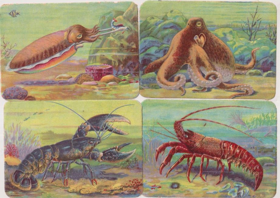 Lote de 4 Cromos (12x8,5 c) Kruger. Alemania. Brillo y relieve