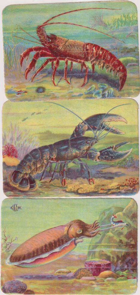 Lote de 3 Cromos (12x8,5 c) Kruger. Alemania. Brillo y relieve