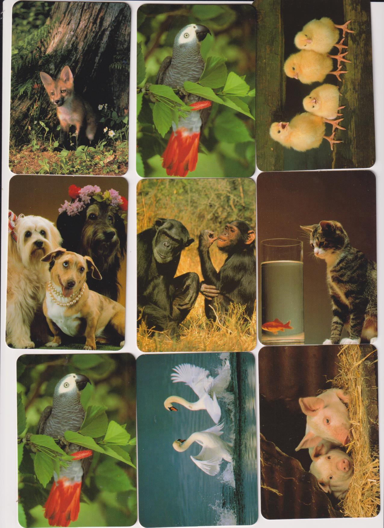 Lote de 9 Calendarios EGC (animales) Año 2003