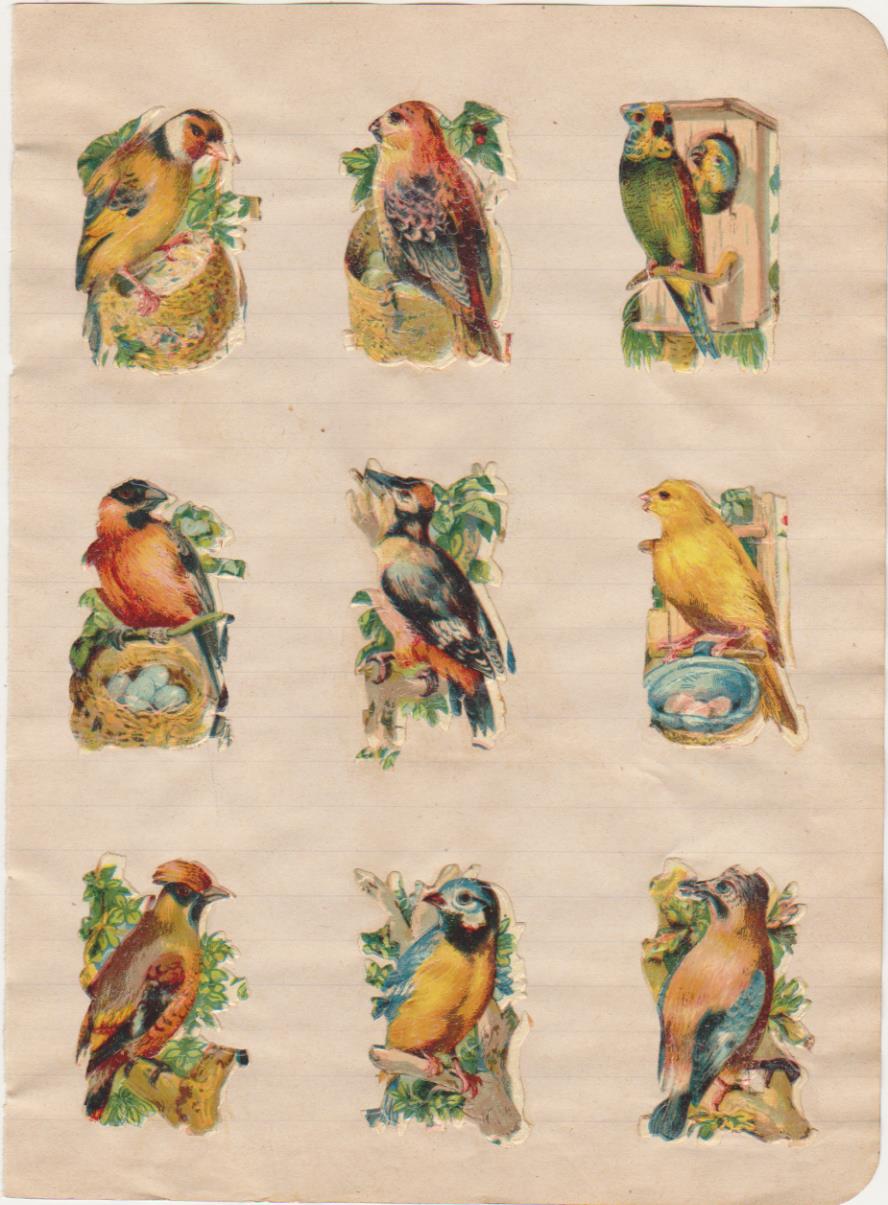 Lote de 9 Cromos Troquelados (5x3) pegados en hoja de cuaderno. Aves. Siglo XIX-XX